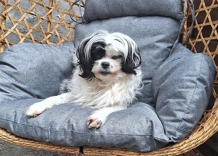 Panzió Chez Ba'nus Blankenberge